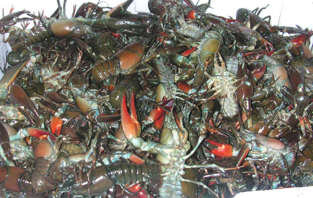 Les poissons des lacs alpins Magazine Exquis