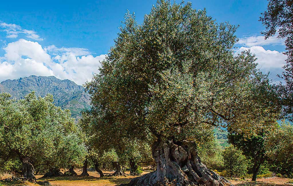 Huile d'olive Corse